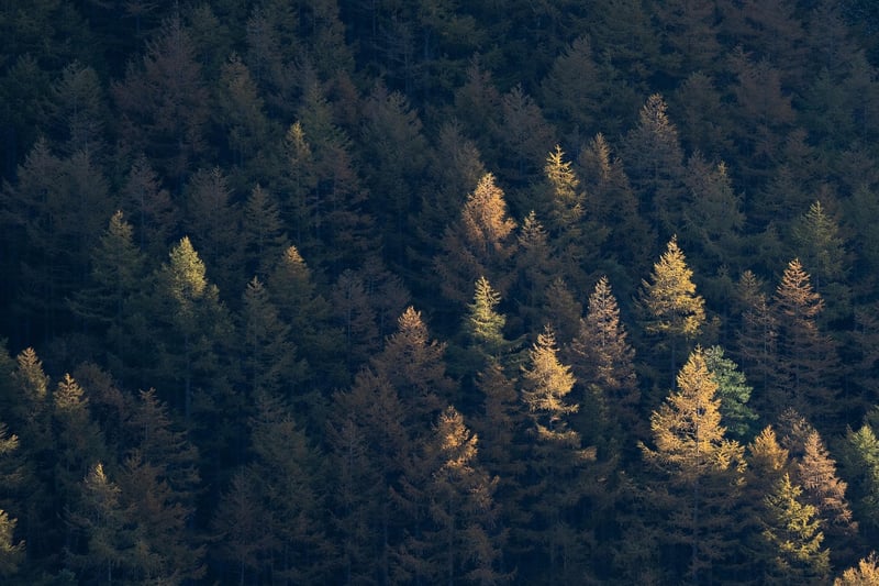 Forest Wilderness